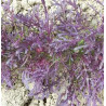 MIZUNA - PURPLE PEACOCK