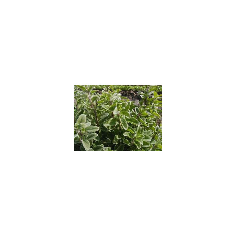 MARJORAM - SWEET MARJORAM
