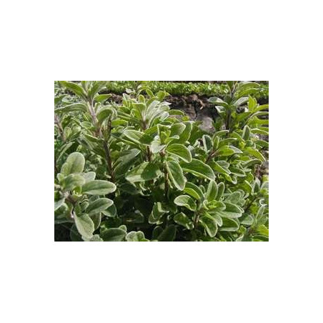 MARJORAM - SWEET MARJORAM
