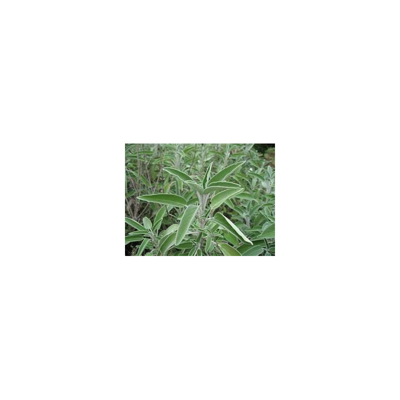 SAGE