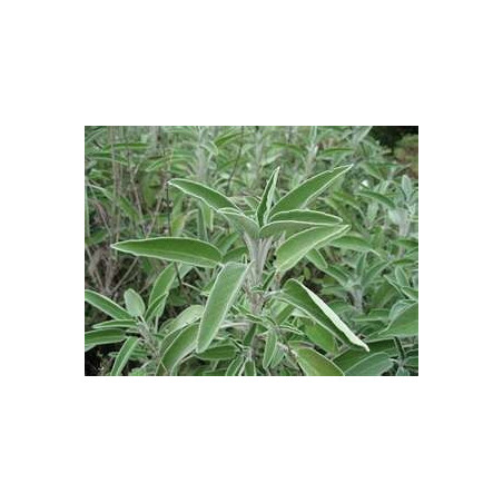SAGE