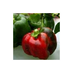 CAPSICUM - EMERALD GIANT