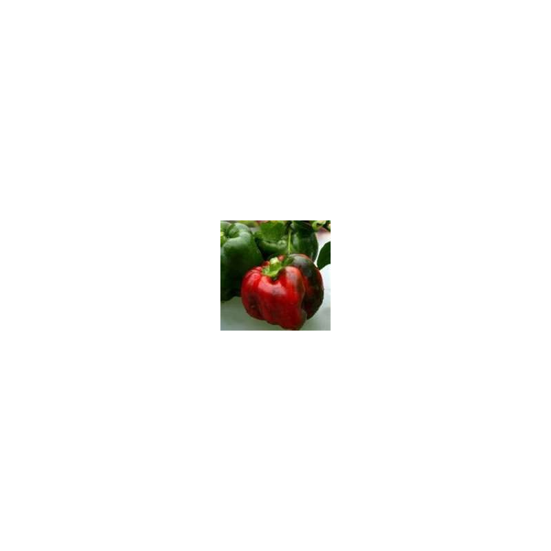 CAPSICUM - EMERALD GIANT