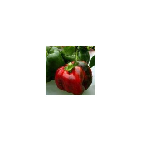 CAPSICUM - EMERALD GIANT