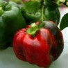 CAPSICUM - EMERALD GIANT