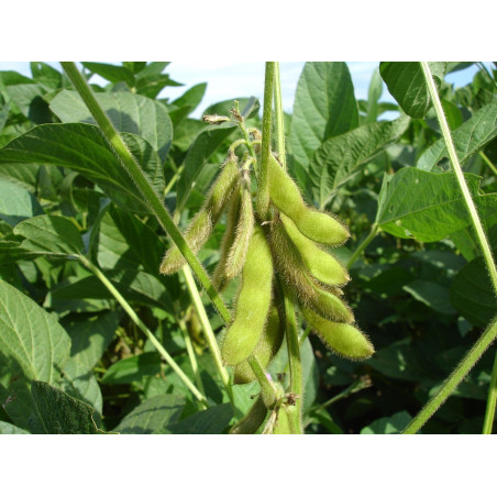 SOY BEANS FOR SPROUTING ORGANIC