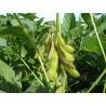 SOY BEANS FOR SPROUTING ORGANIC