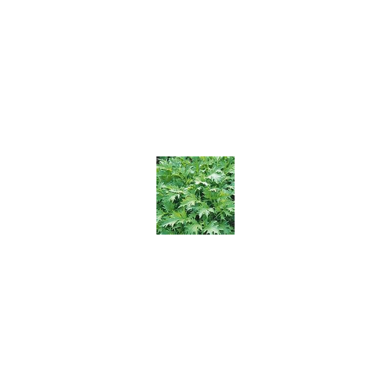 MIZUNA-GREEN-ORGANIC