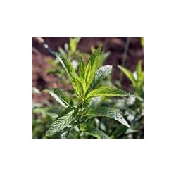 MINT - SPEARMINT