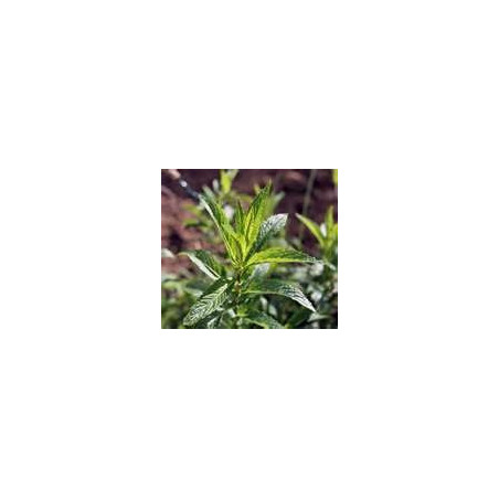 MINT - SPEARMINT