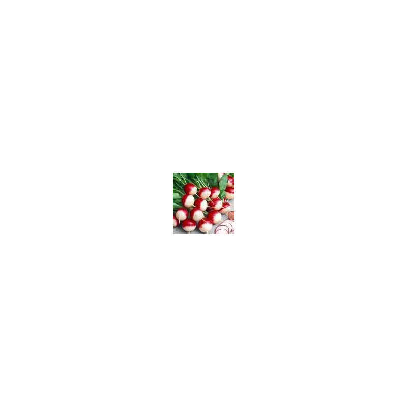 RADISH-SPARKLER-ORGANIC