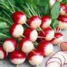 RADISH-SPARKLER-ORGANIC