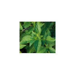 BASIL-SWEET GENOVA