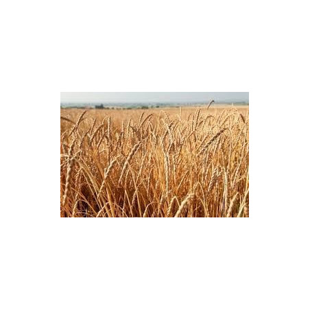 SPELT SEEDS FOR SPROUTING ORGANIC