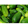 CUCUMBER - BUSH PICKLES