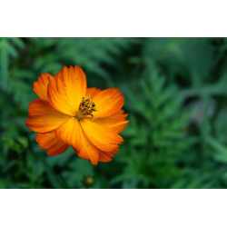 SALAD CHRYSANTHEMUM-SHUNGIKU