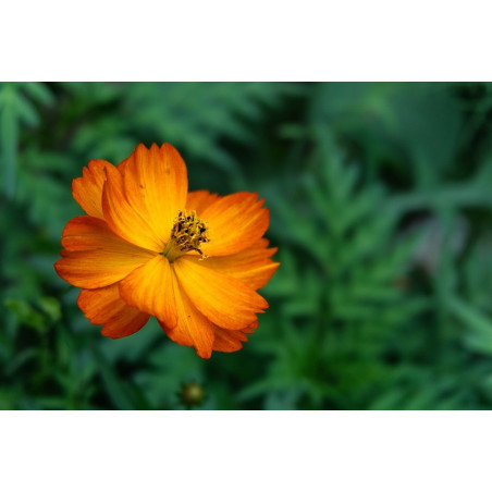 SALAD CHRYSANTHEMUM-SHUNGIKU