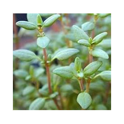 THYME - COMMON THYME