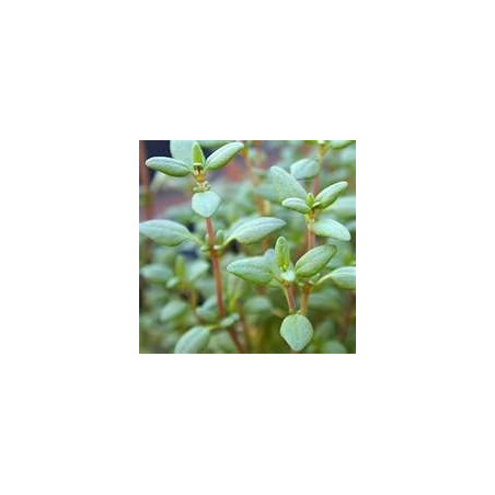 THYME - COMMON THYME
