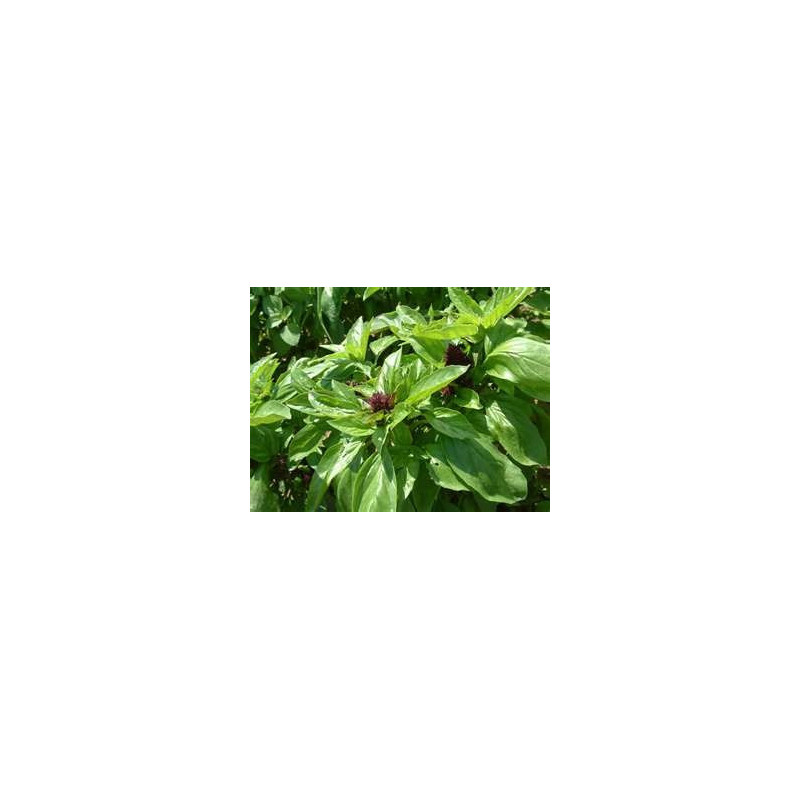 BASIL-THAI