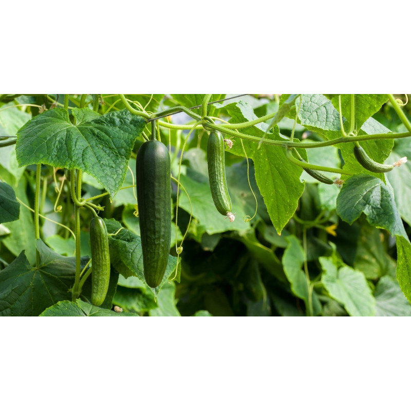 CUCUMBER - BURPLESS