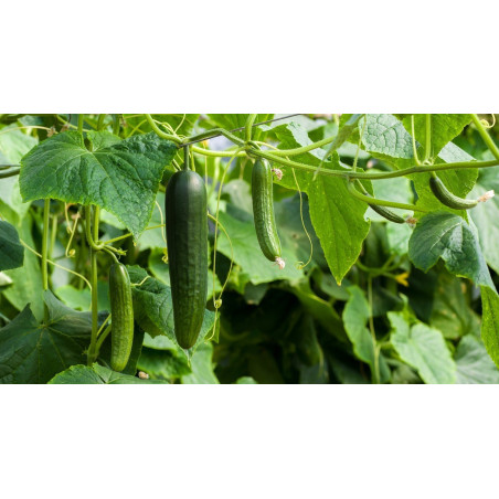 CUCUMBER - BURPLESS