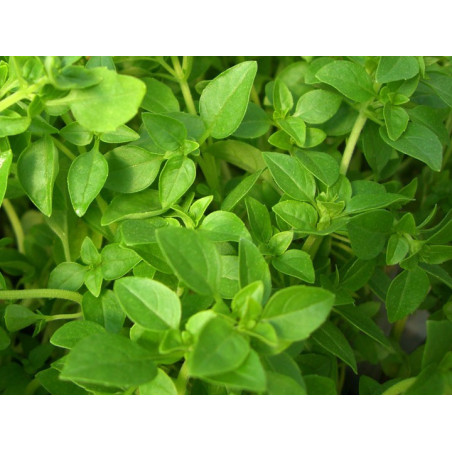BASIL-FINE LEAF