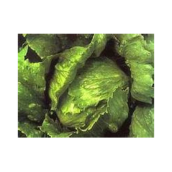 LETTUCE - ALL YEAR ROUND
