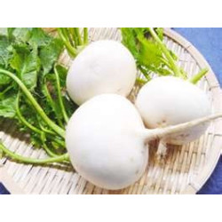 TURNIP - TOKYO WHITE