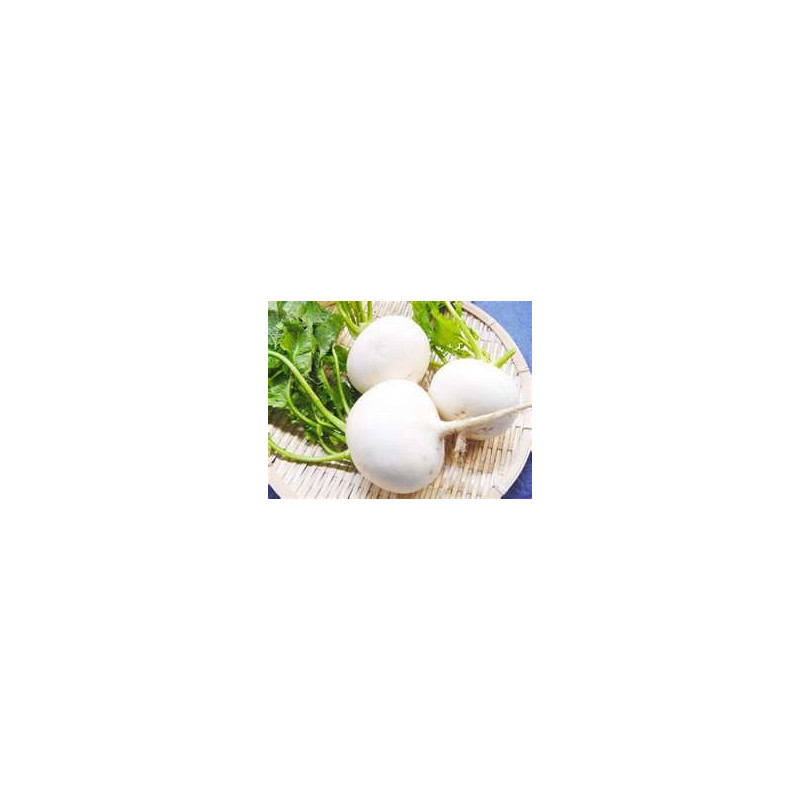 TURNIP - TOKYO WHITE