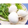 TURNIP - TOKYO WHITE