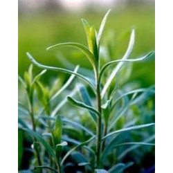 RUSSIAN TARRAGON