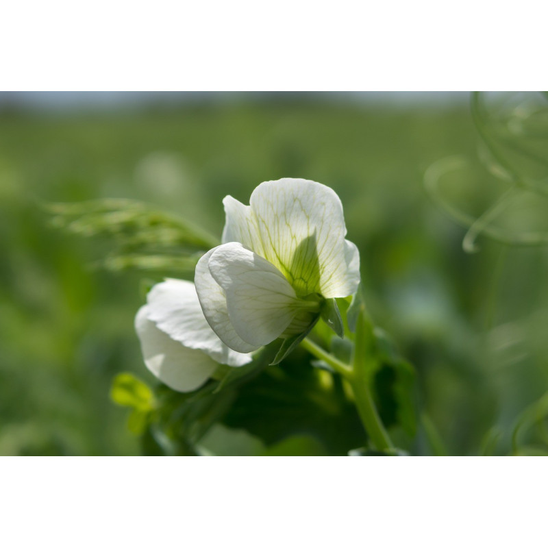PEA - CLIMBING PEA - ALDERMAN