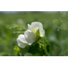 PEA - CLIMBING PEA - ALDERMAN