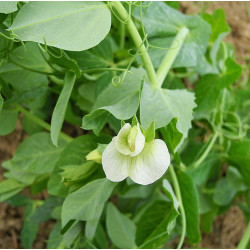 PEA - SNOWPEA - OREGON GIANT