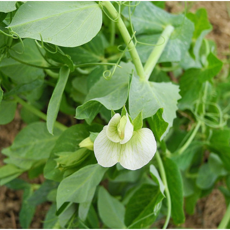 PEA - SNOWPEA - OREGON GIANT