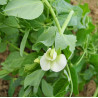 PEA - SNOWPEA - OREGON GIANT