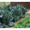COLLARDS-GEORGIA SOUTHERN