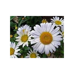 PYRETHRUM