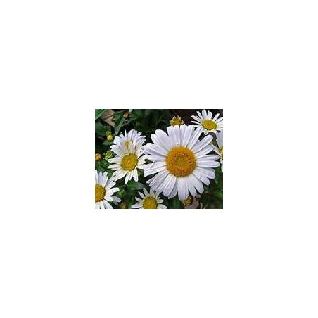 PYRETHRUM