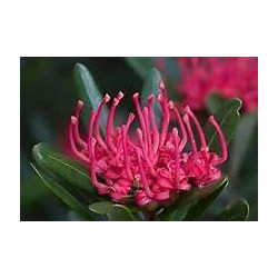WARATAH - TASMANIAN WARATAH