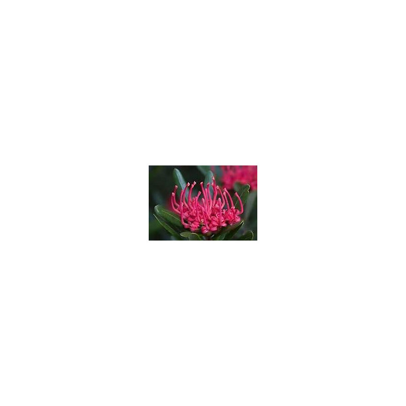 WARATAH - TASMANIAN WARATAH