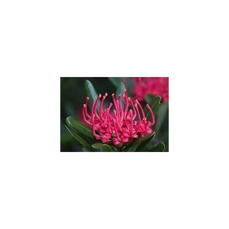 WARATAH - TASMANIAN WARATAH