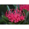 WARATAH - TASMANIAN WARATAH