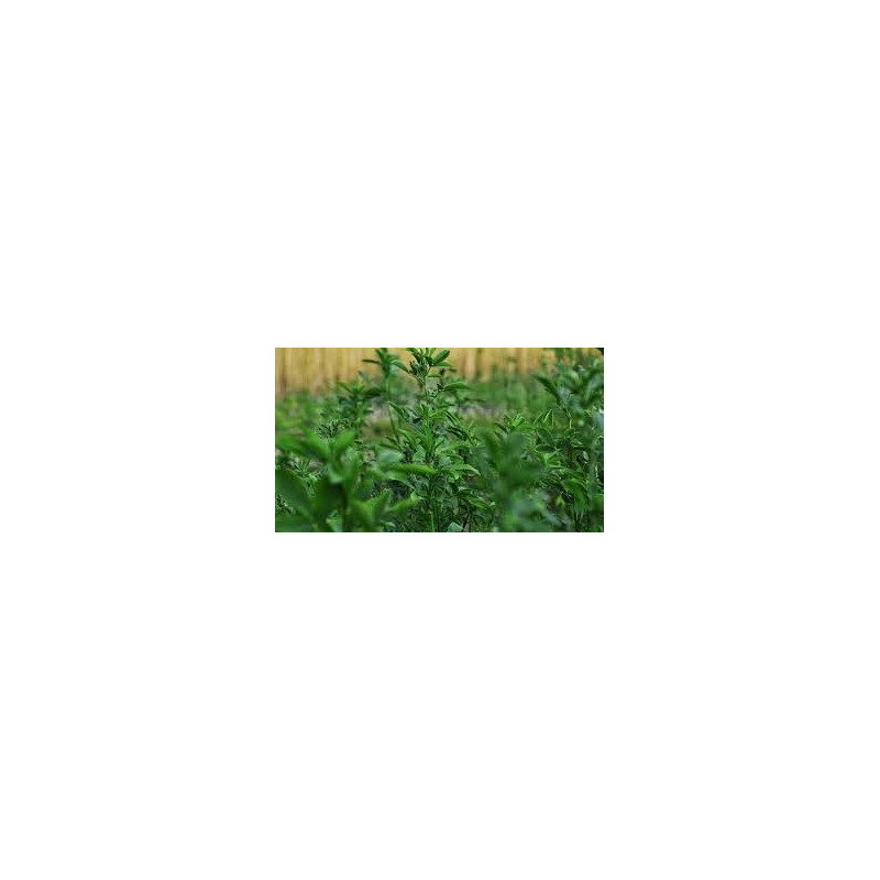 ALFALFA - LUCERNE - ORGANIC, BIODYNAMIC