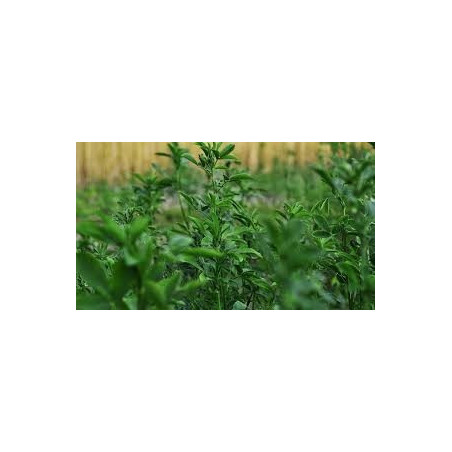 ALFALFA - LUCERNE - ORGANIC, BIODYNAMIC