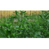 ALFALFA - LUCERNE - ORGANIC, BIODYNAMIC