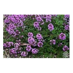 THYME - SHEPHERD'S THYME - ORGANIC