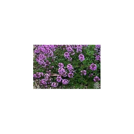 THYME - SHEPHERD'S THYME - ORGANIC