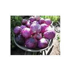 CABBAGE - RED ACRE